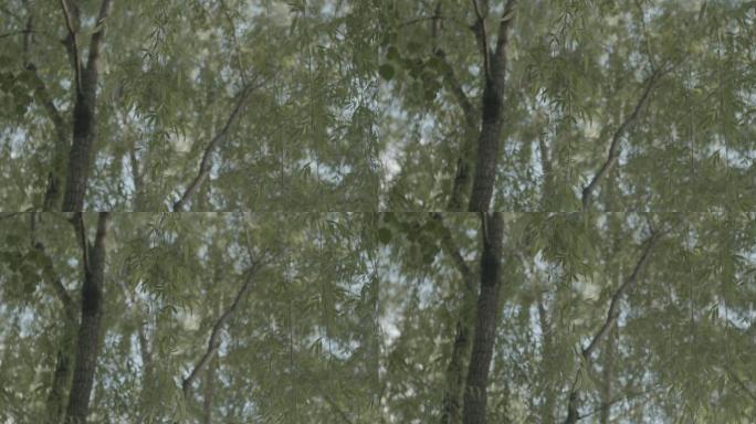 柳树 自然 植物 天空 户外