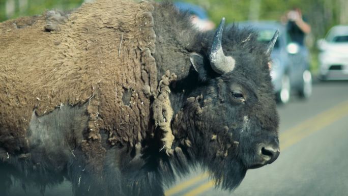 黄石国家公园穿越公路的野牛特写镜头斯洛莫电影
