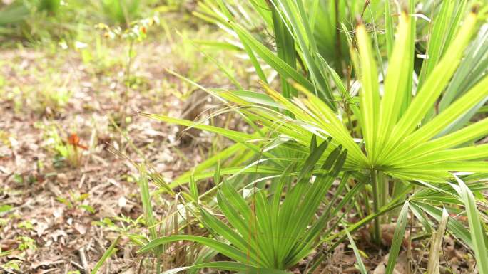生长在南卡罗来纳州低地森林中的卷心菜棕榈