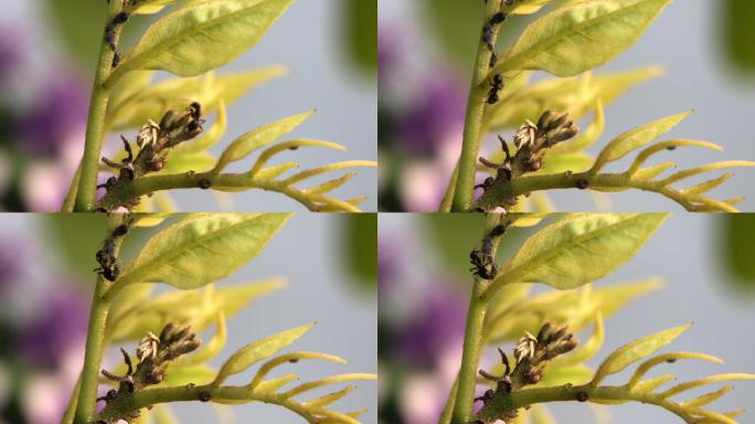 微距摄影 在枝叶上的蚂蚁和蚜虫4