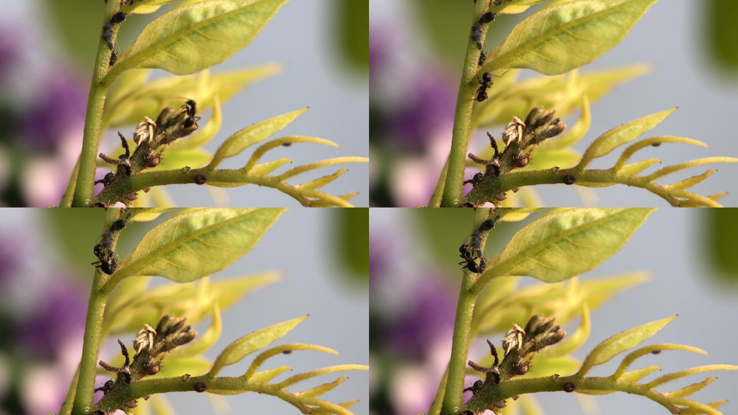 微距摄影 在枝叶上的蚂蚁和蚜虫4
