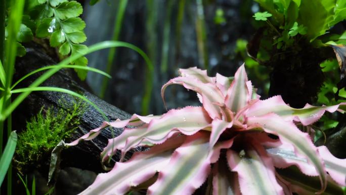 【镜头合集】雨林缸造景热带植物观赏