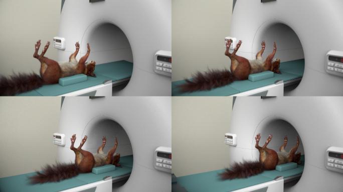 松鼠MRI手术3D动画救治