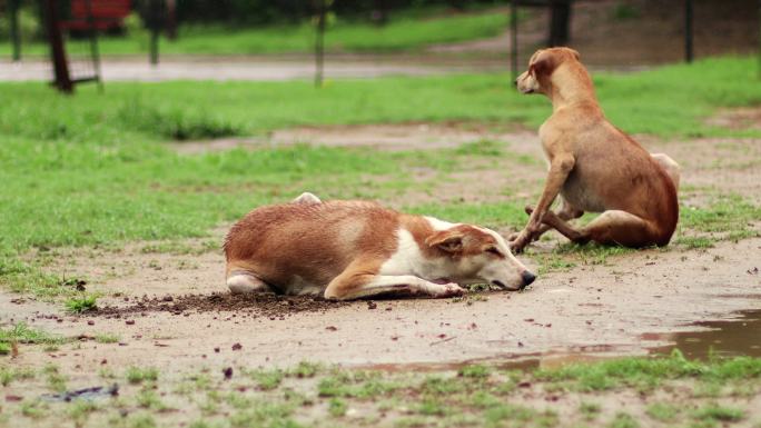 两只狗在公园休息犬