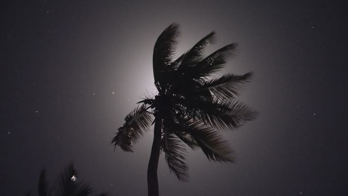 月光穿过棕榈叶诡秘夜晚大雨欲来气象