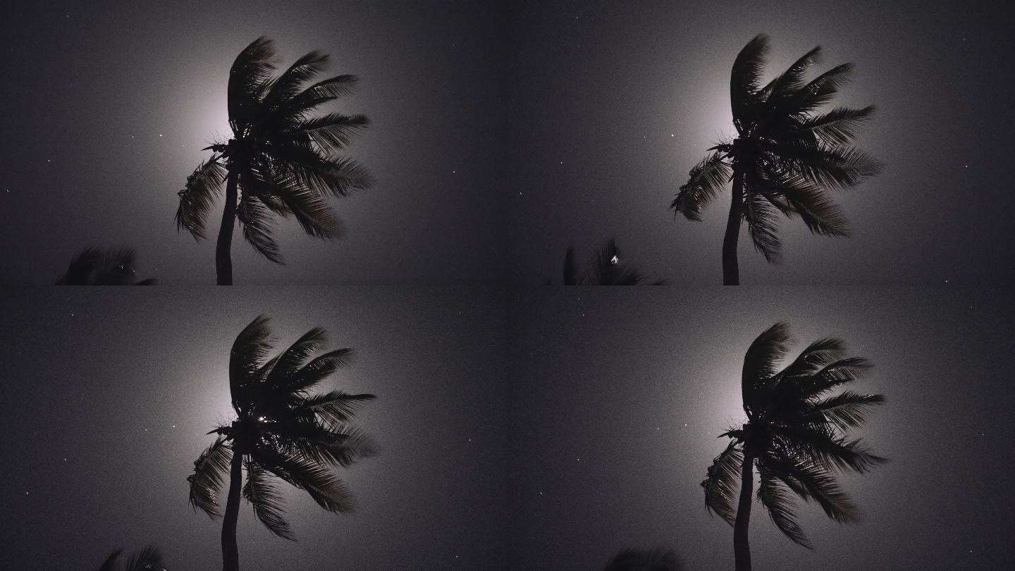 月光穿过棕榈叶诡秘夜晚大雨欲来气象