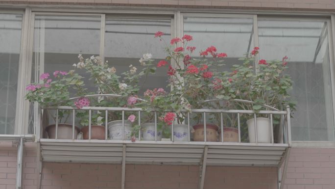 窗户阳台种花+未调色