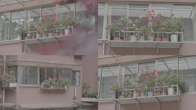 窗户阳台种花+未调色