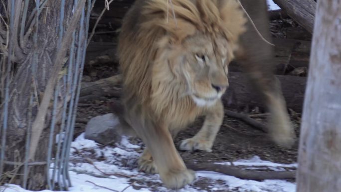 【镜头合集】狮虎山公狮子吼叫踱步