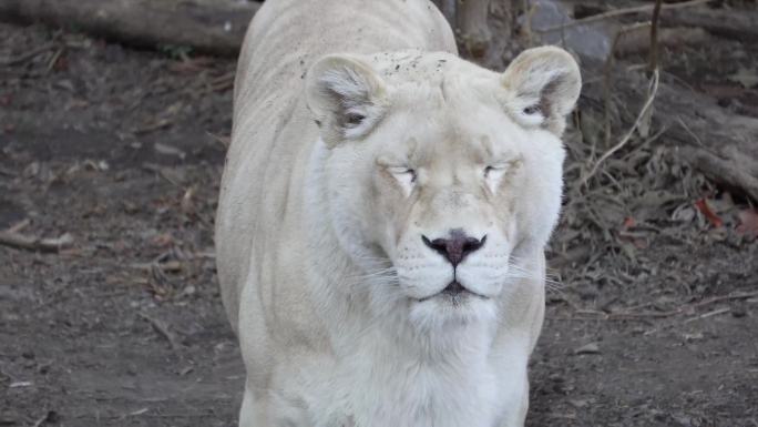 【镜头合集】动物园里的母狮子白狮子