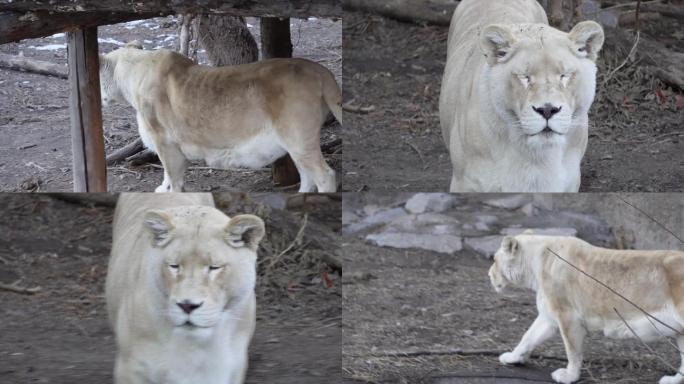 【镜头合集】动物园里的母狮子白狮子