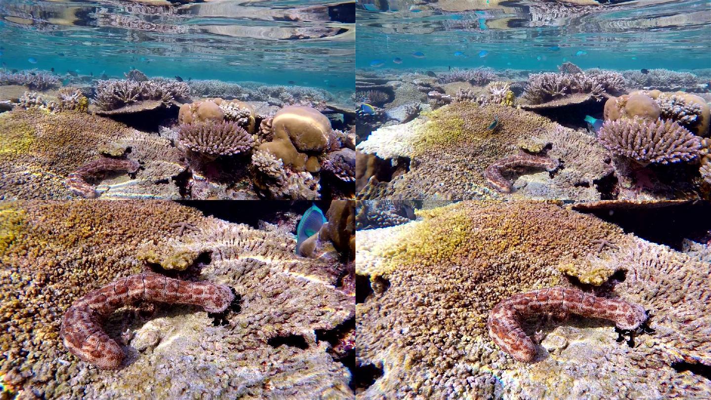 以珊瑚礁为食的羽状触须海参