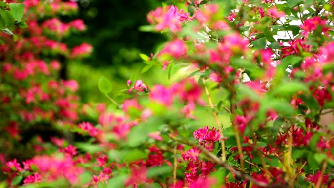 春季开花灌木鞑靼金银花，粉红色花朵-HD