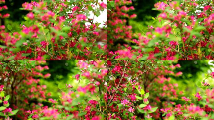 春季开花灌木鞑靼金银花，粉红色花朵-HD