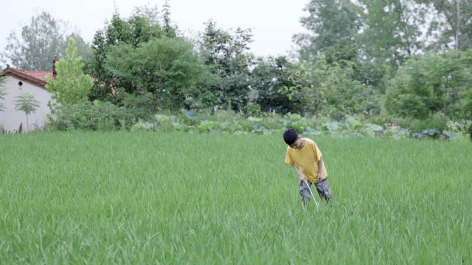 4K一个小男孩在稻田用网兜捕蜻蜓