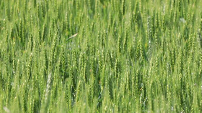 浓绿的麦田绿色麦子绿色麦田丰收喜悦风吹麦