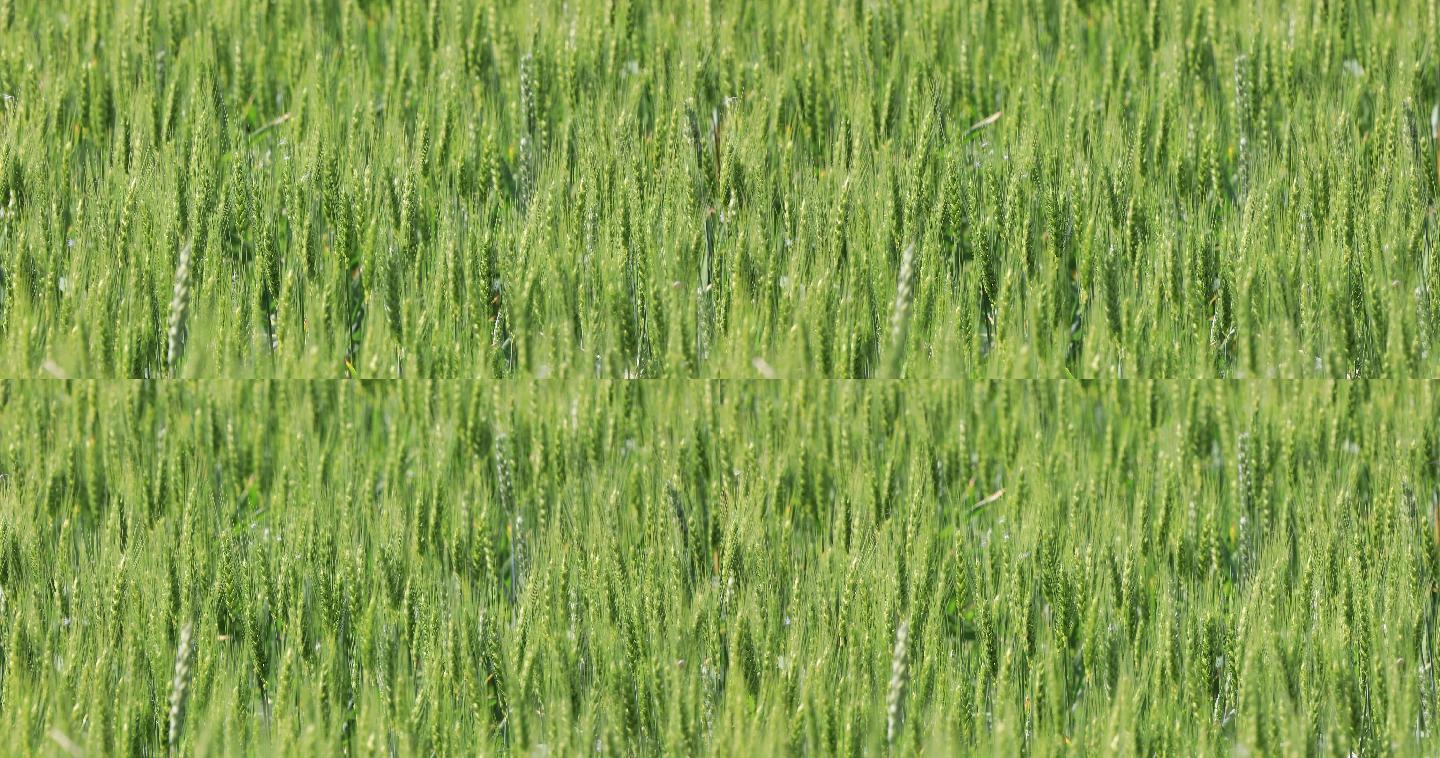 浓绿的麦田绿色麦子绿色麦田丰收喜悦风吹麦