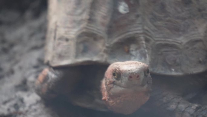 【镜头合集】爬行动物象龟宠物龟长寿
