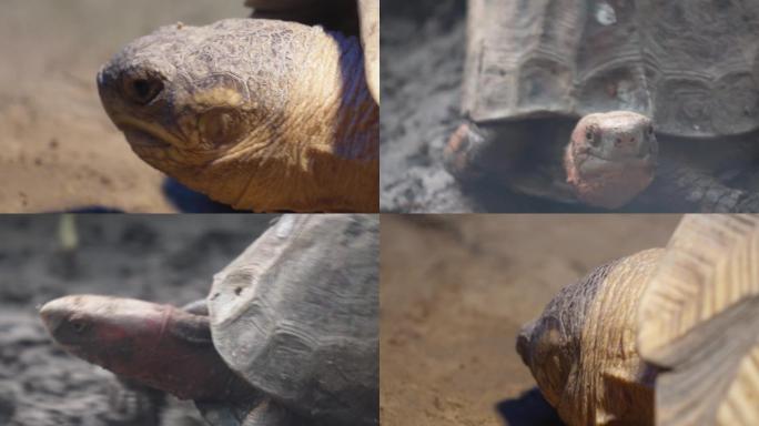 【镜头合集】爬行动物象龟宠物龟长寿