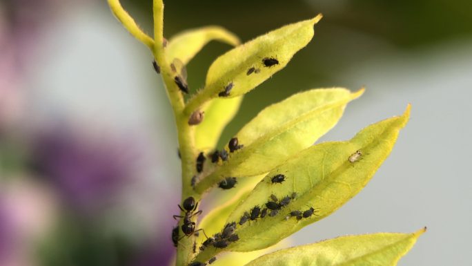 微距摄影 在枝叶上的蚂蚁和蚜虫2