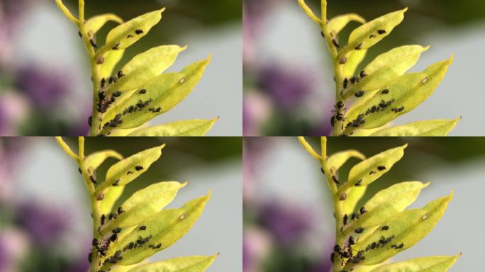 微距摄影 在枝叶上的蚂蚁和蚜虫2