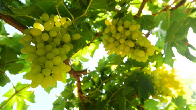 吐鲁番绿色葡萄园吐鲁番葡萄绿葡萄葡萄种植