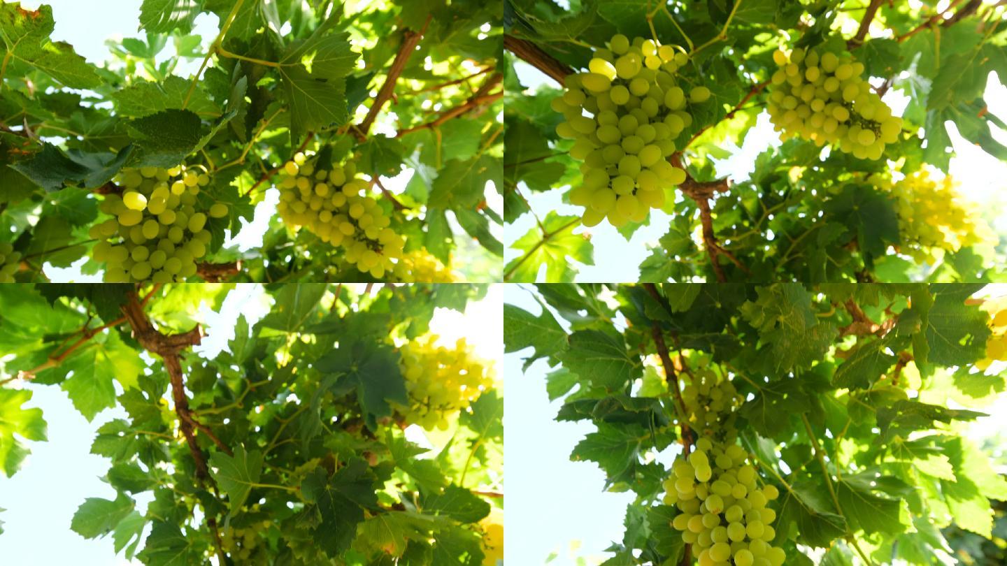吐鲁番绿色葡萄园吐鲁番葡萄绿葡萄葡萄种植