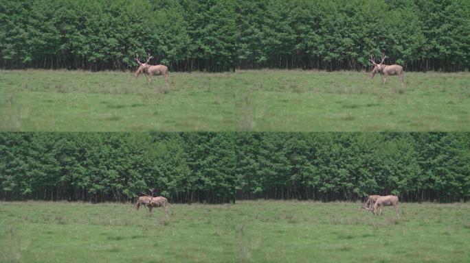 佩雷大卫鹿（Davidshirsch）在森林前的草地上吃草/慢镜头