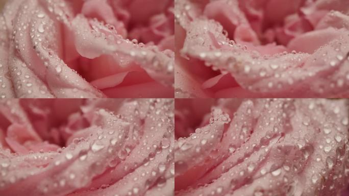 以玫瑰花瓣为浪漫爱情主题背景的水滴雨滴微距多利镜头