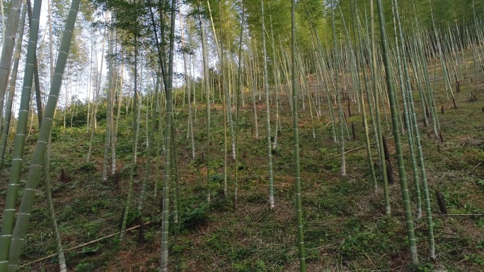 竹林位于中国桂林竹笋熊猫栖息地自然保护区