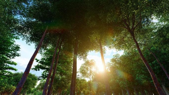4K 阳光透过树林