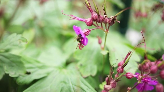 收集花蜜花粉的蜜蜂。春天正在苏醒。