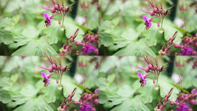 收集花蜜花粉的蜜蜂。春天正在苏醒。