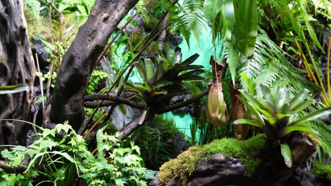 【镜头合集】猪笼草食虫草珍稀植物热带雨林