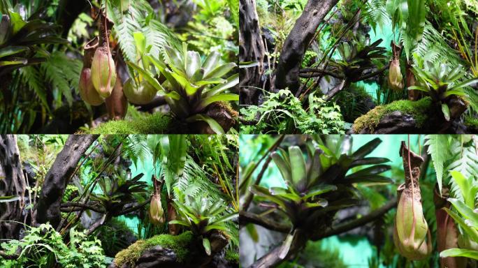 【镜头合集】猪笼草食虫草珍稀植物热带雨林