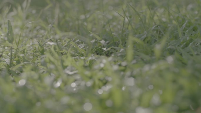 清晨湿润的草地