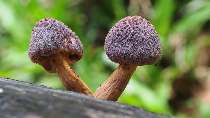 原木上的蘑菇万物生长野蘑菇野生菌类