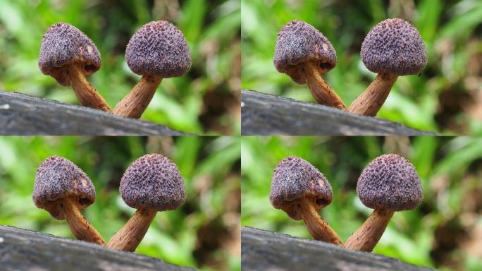 原木上的蘑菇万物生长野蘑菇野生菌类