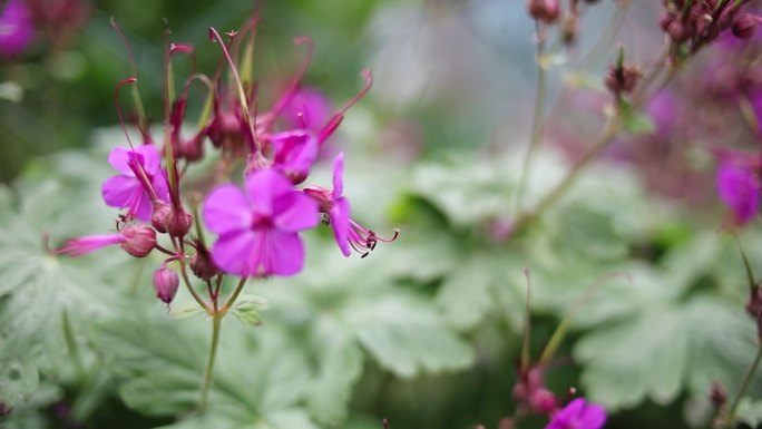 收集花蜜花粉的蜜蜂。春天正在苏醒。