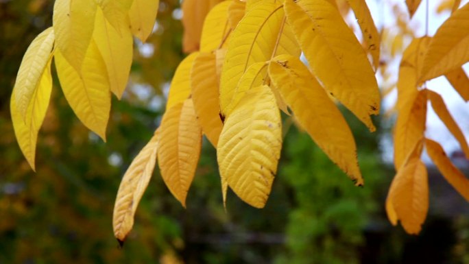 风中摇曳的黄叶黄色叶子飘动的黄叶秋天的树