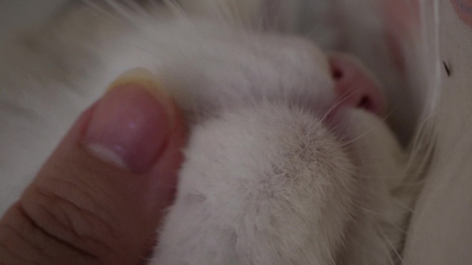 【镜头合集】布偶猫咪舔手猫舌头倒刺
