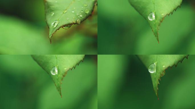 绿叶上的水珠-露水一组