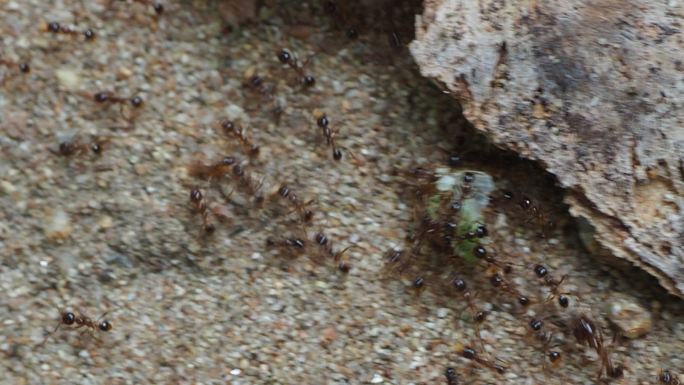 一群携带食物的红火蚁