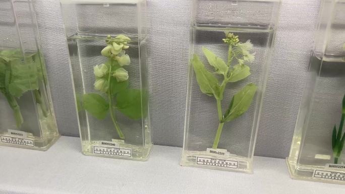 【镜头合集】装饰用植物标本生物标本