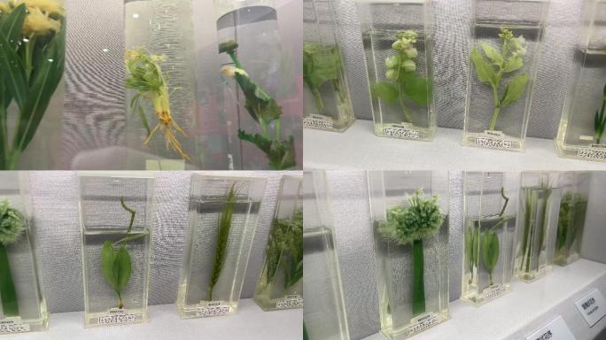 【镜头合集】装饰用植物标本生物标本