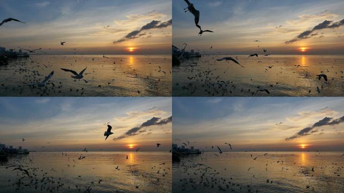 日落时在海面上飞翔的海鸥。