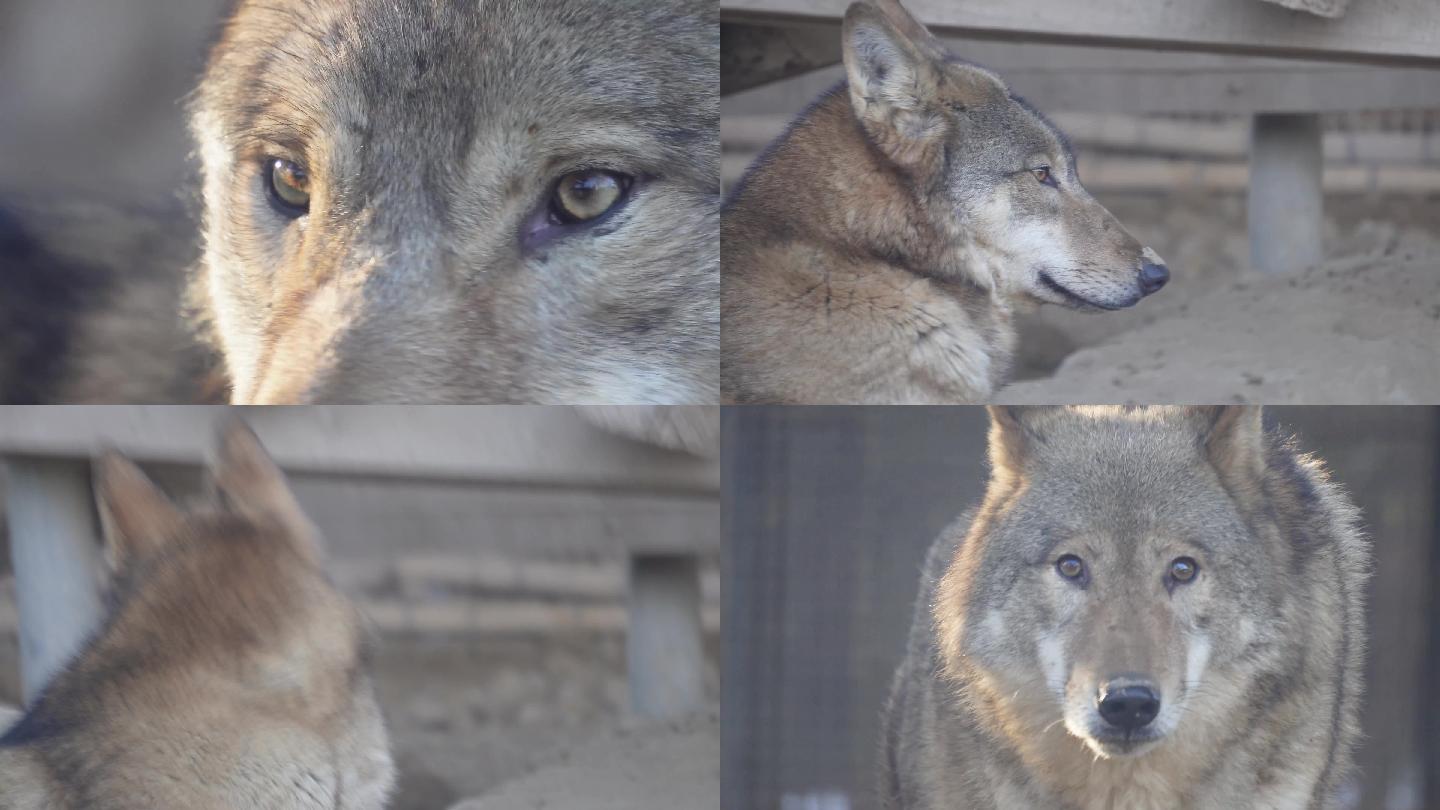 【镜头合集】特写动物园里的野狼狼性