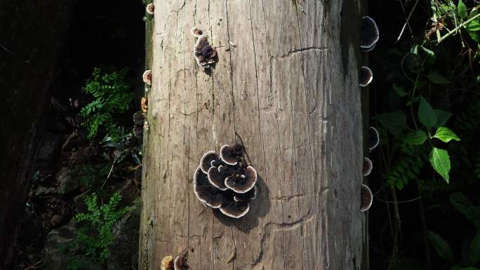 原木上的蘑菇蘑菇树上蘑菇自然风景