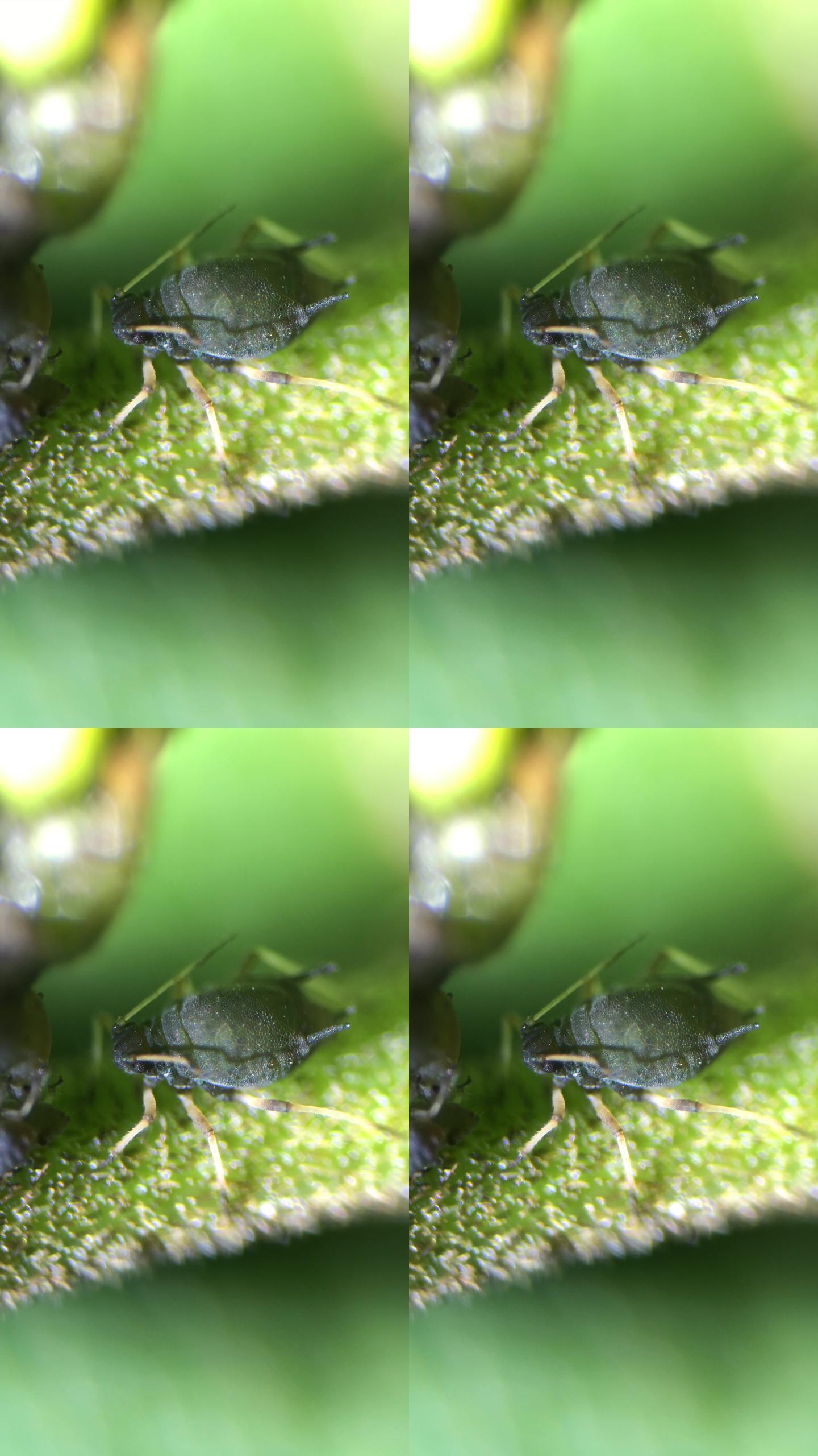 自媒体素材 显微镜下的蚜虫6