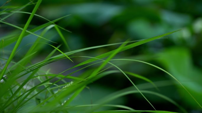 小清新野草树梢阳光